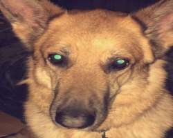 She also had a dog who passed away in January 2020.
